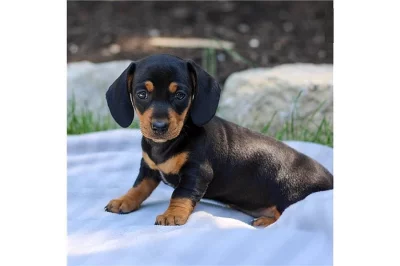 čistokrevná štěňata jezevčíka